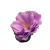 Fioletowa-peonia-mydlana-1.png