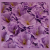 Fioletowa-peonia-mydlana-2.png