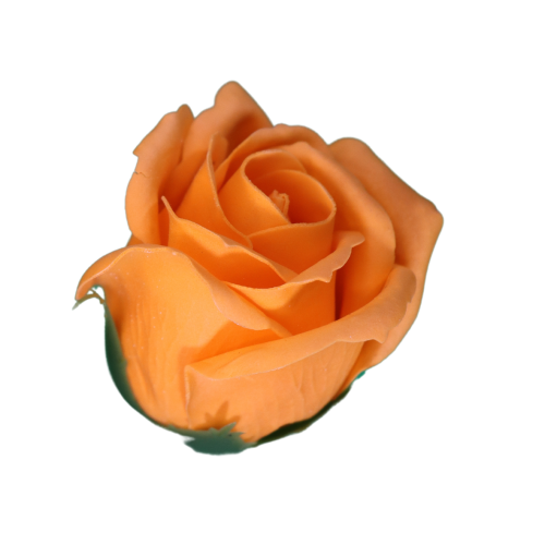 Pomarańczowa róża mydlana.png
